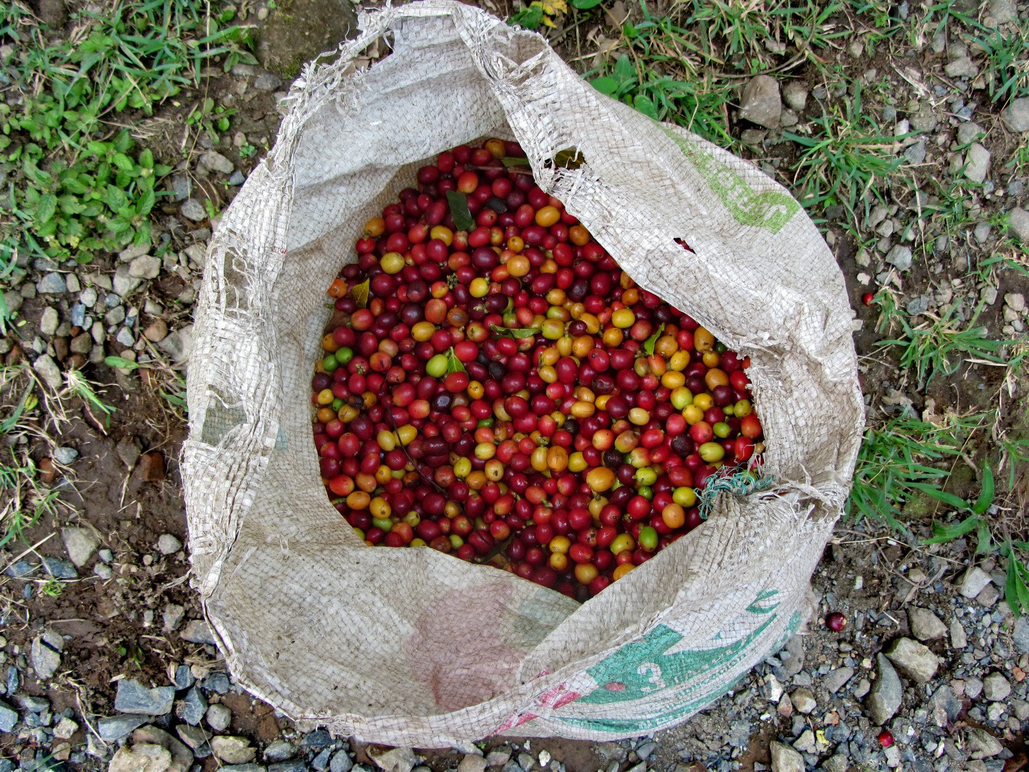Green coffee after harvested